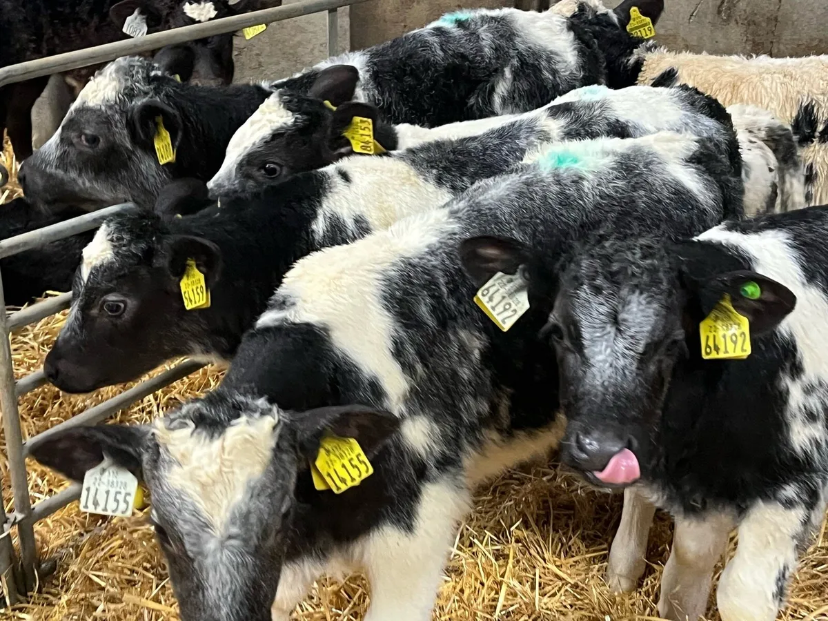 SUPER BB BULL CALFS - Image 4