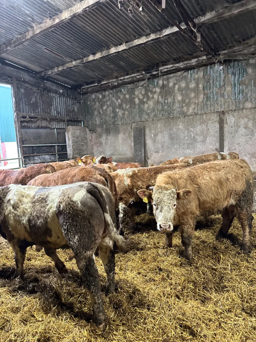 Simmental Charolais and lim bulls - Image 2