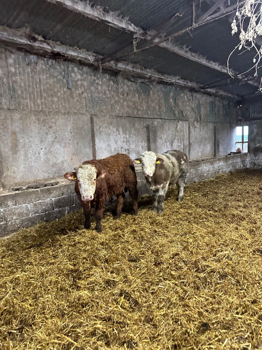 Simmental Charolais and lim bulls - Image 4