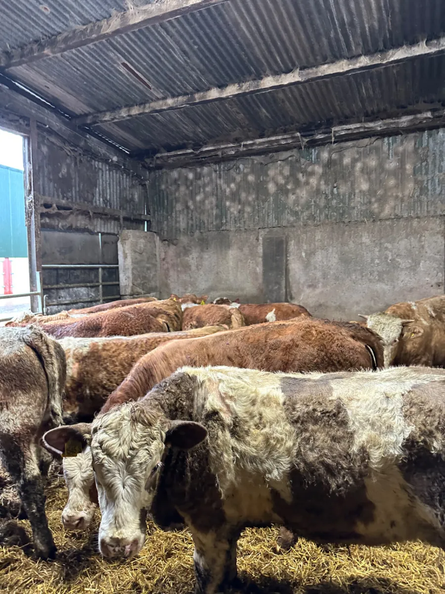 Simmental Charolais and lim bulls - Image 3