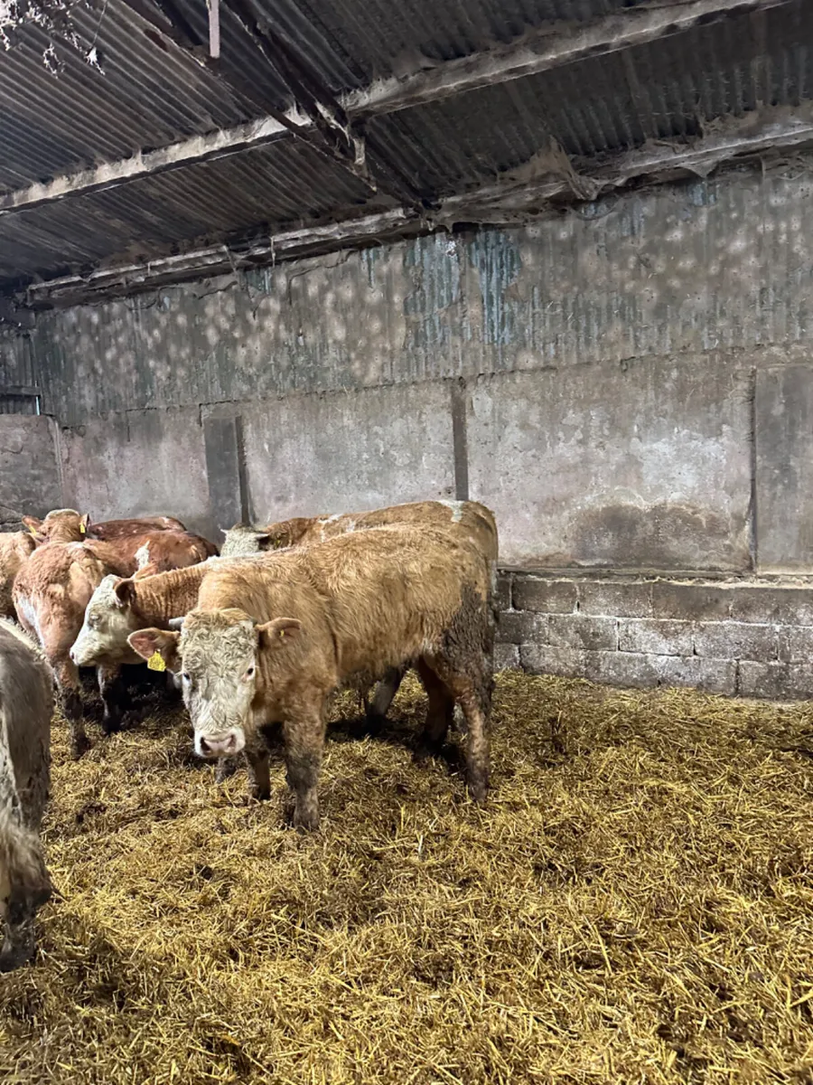 Simmental Charolais and lim bulls - Image 1