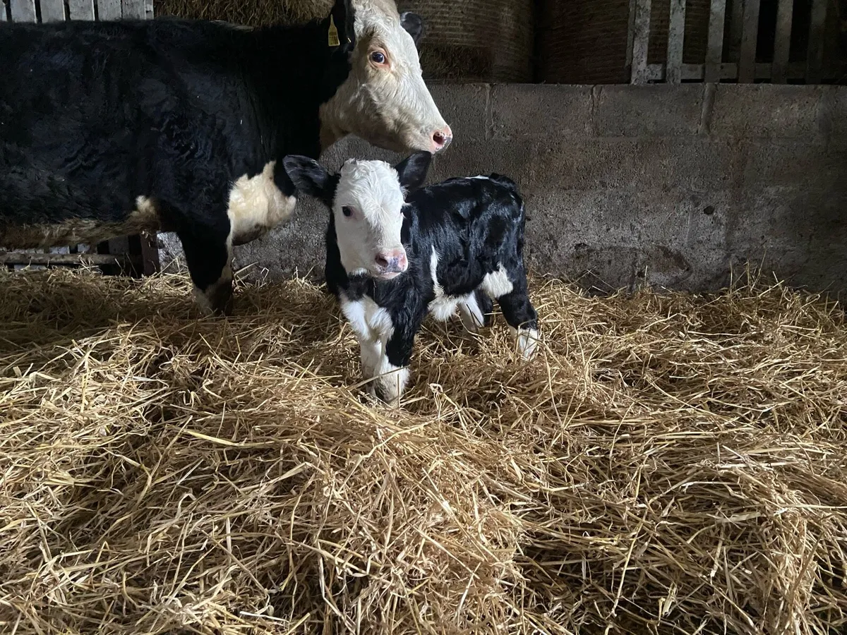 Cow & calf - Image 1