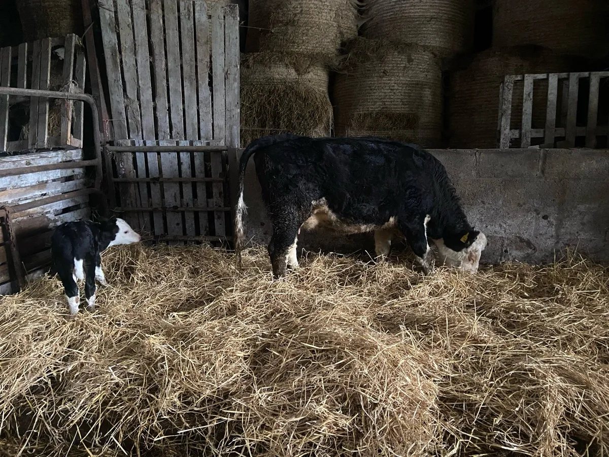 Cow & calf - Image 4