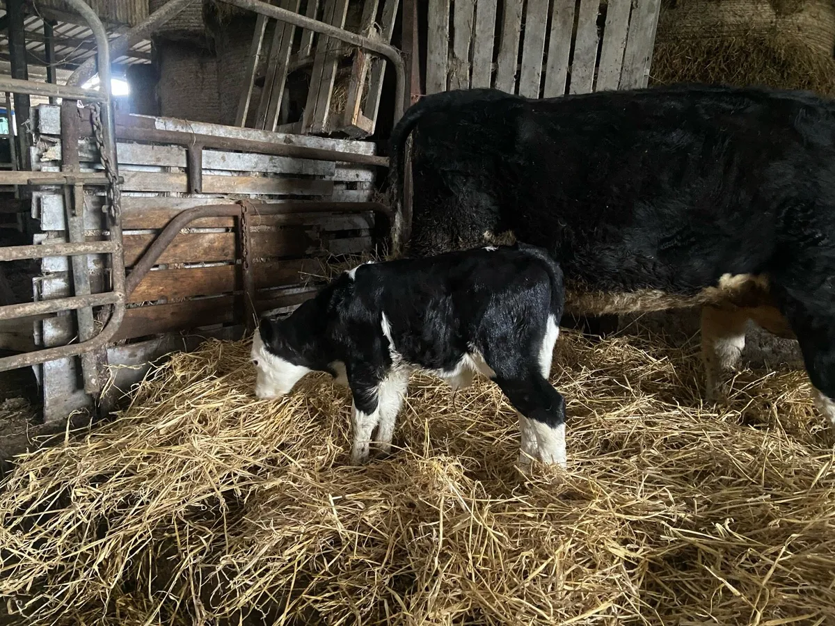 Cow & calf - Image 3