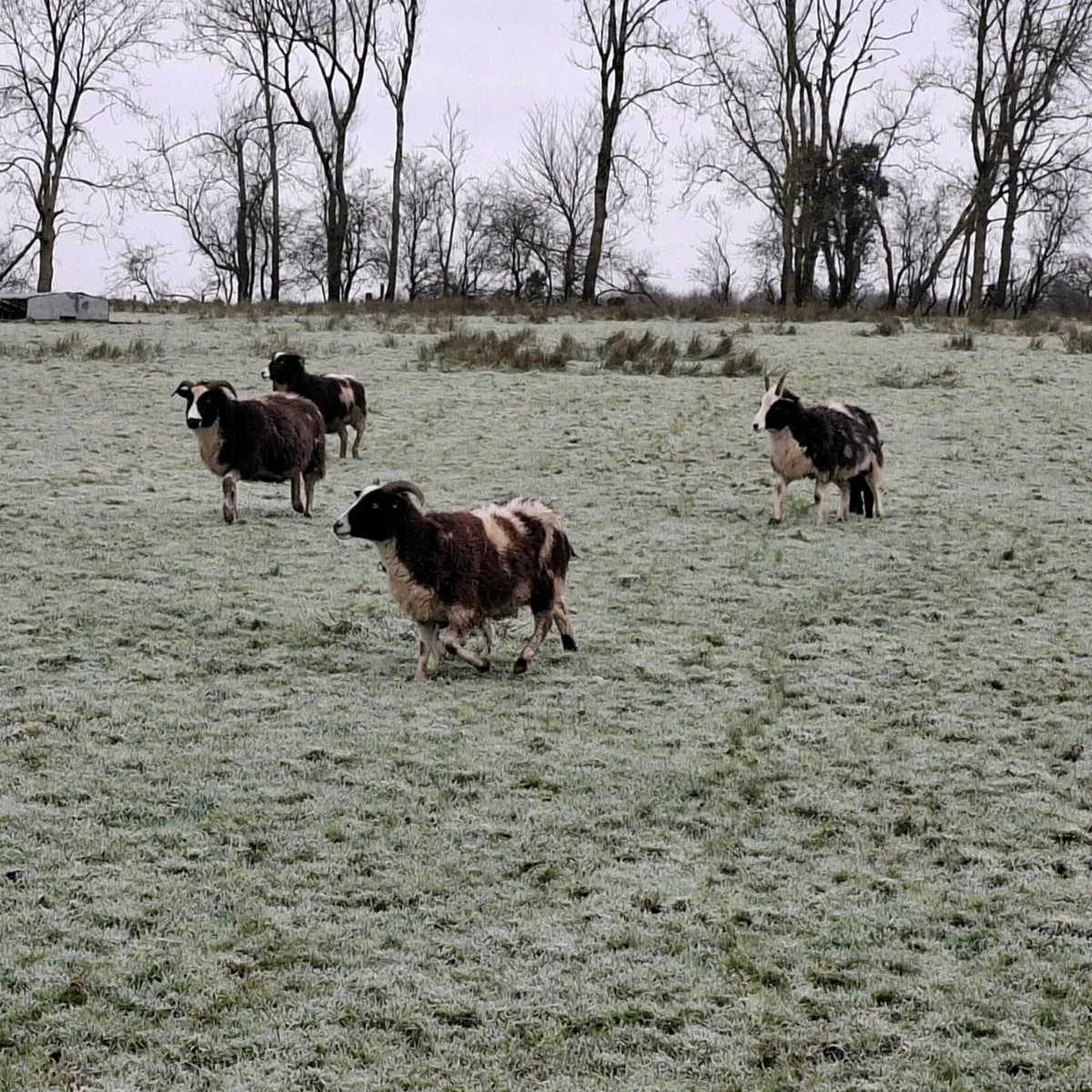 10 inlamb Jacob ewes - Image 2