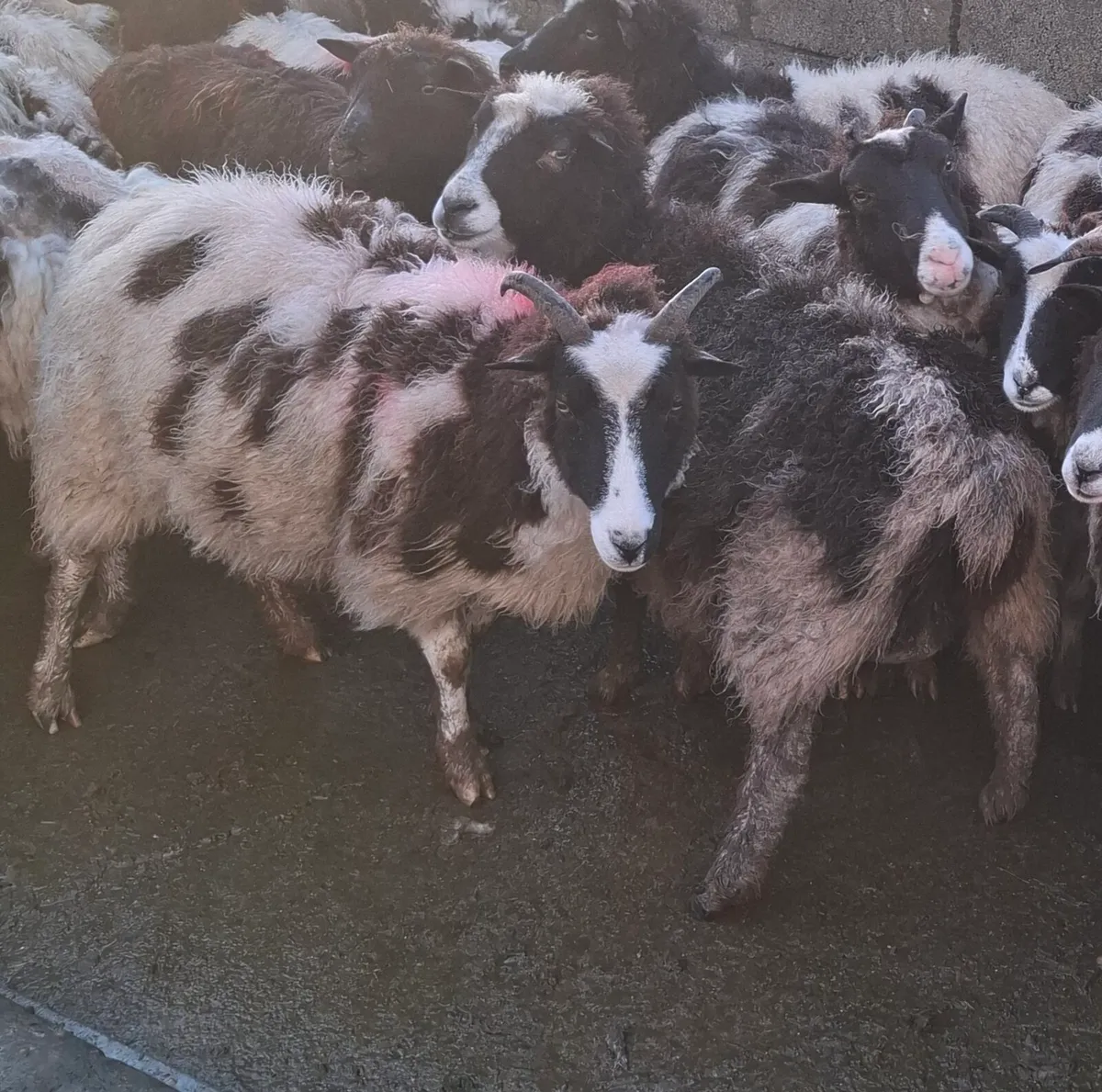 10 inlamb Jacob ewes - Image 3