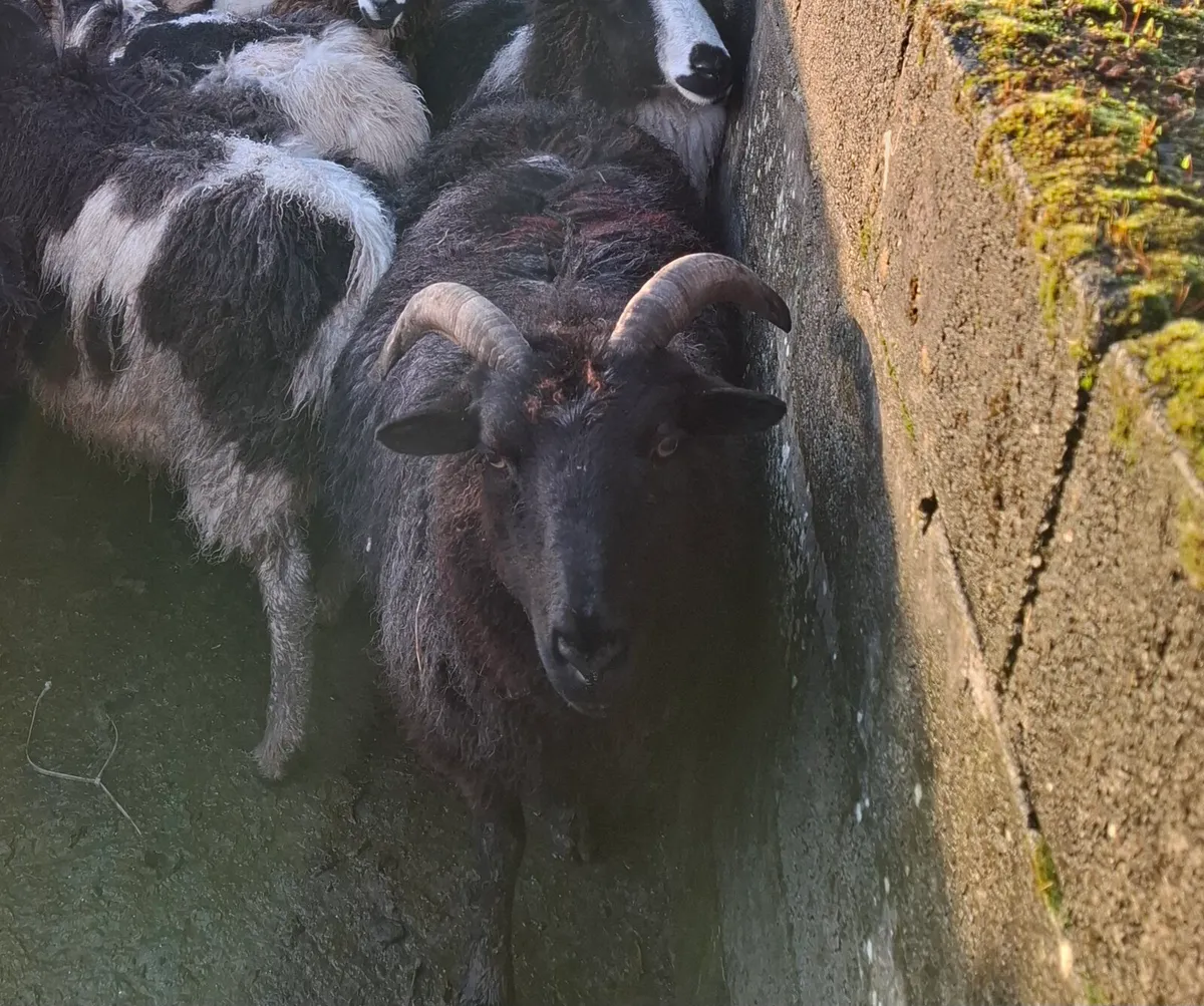 10 inlamb Jacob ewes - Image 4