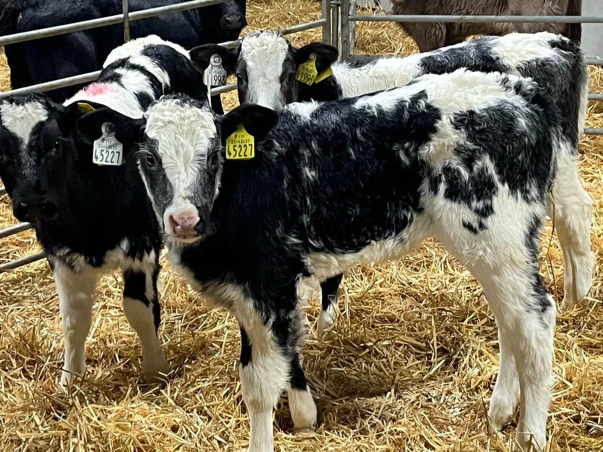 Super BB & Red HEX Heifer Calves - Image 1