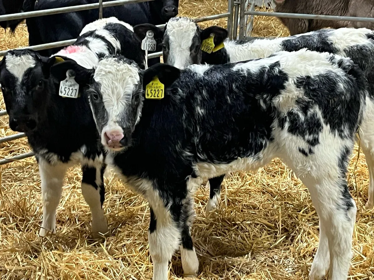 Super BB & Red HEX Heifer Calves - Image 2