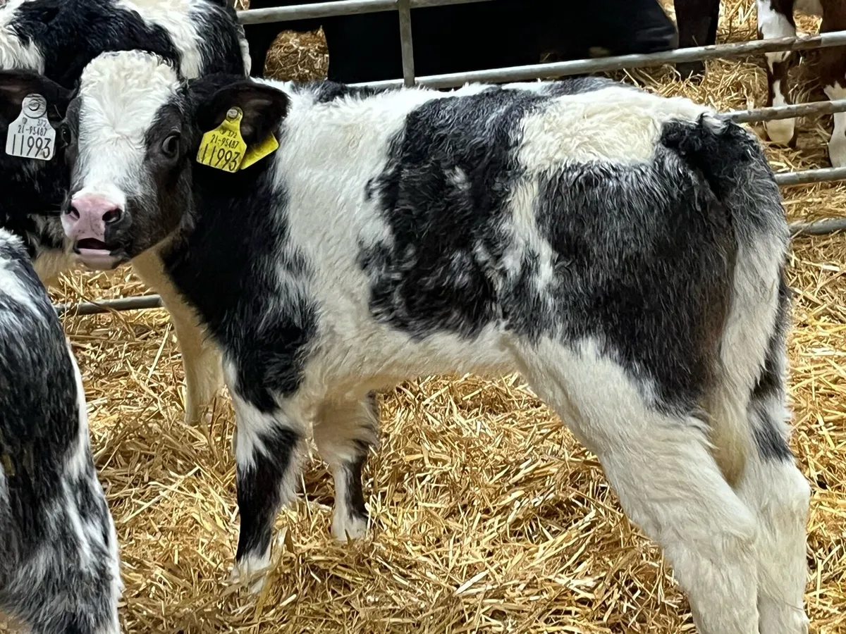 Super BB & Red HEX Heifer Calves - Image 4