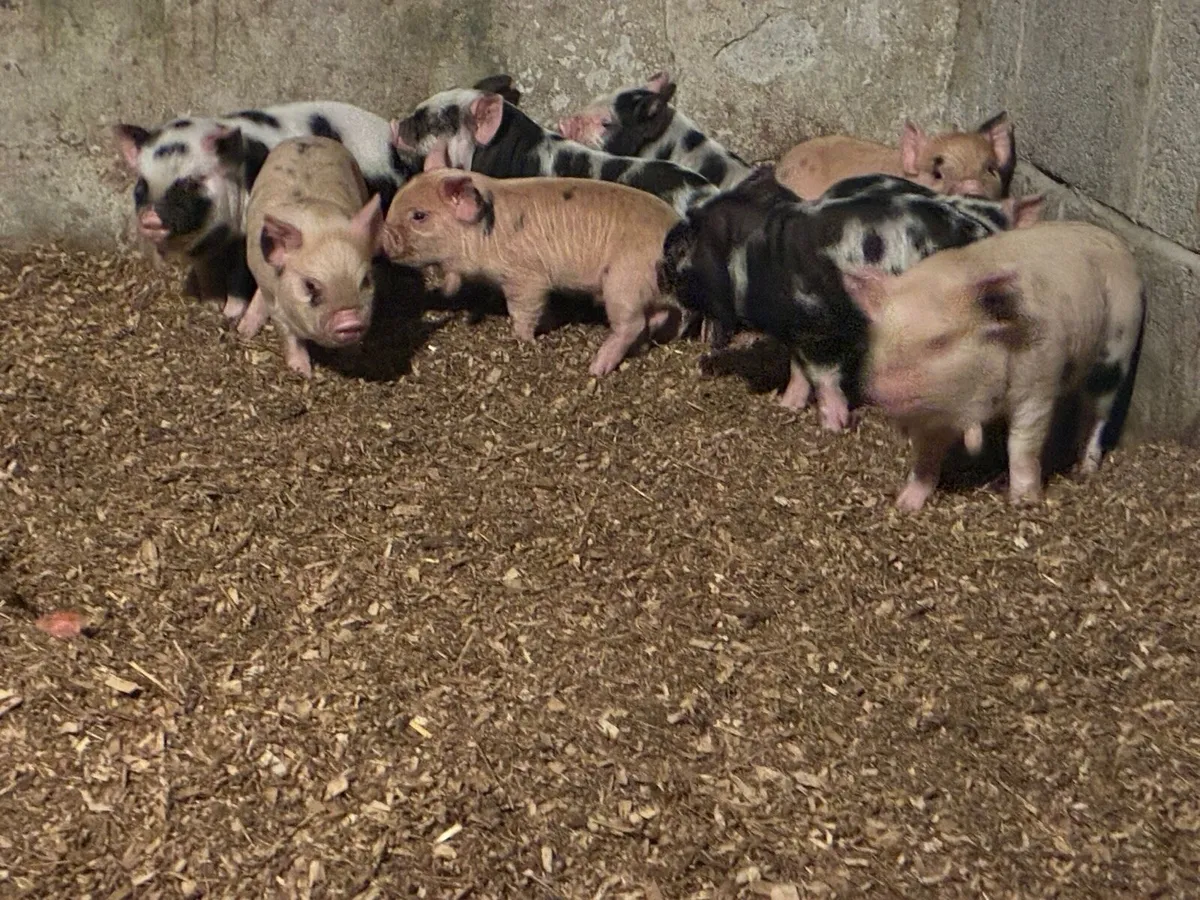Kune Kune Piglets - Image 2