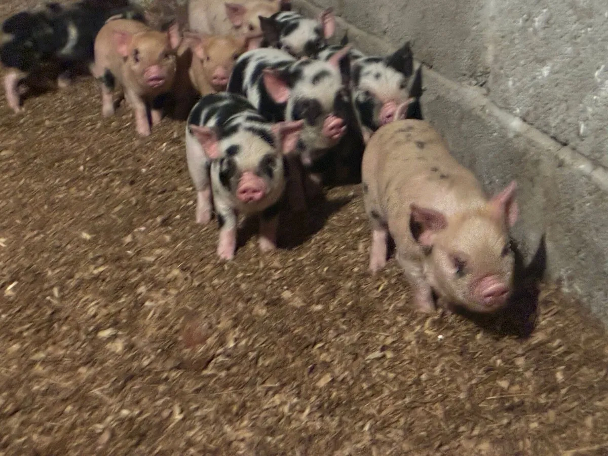 Kune Kune Piglets - Image 1