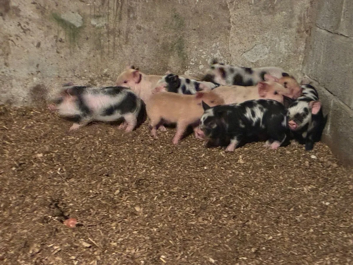 Kune Kune Piglets - Image 3
