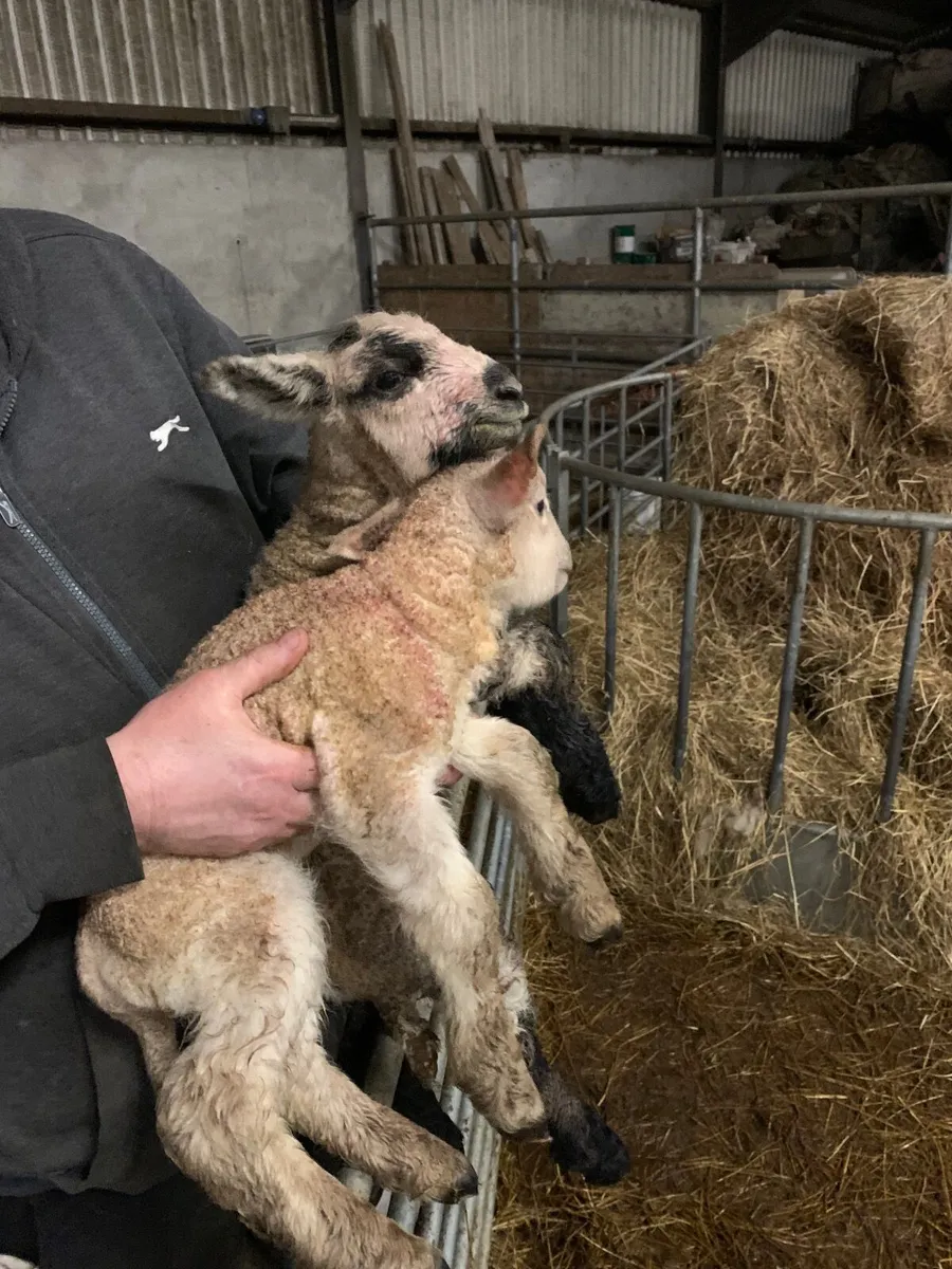 Pet foster lambs - Image 2