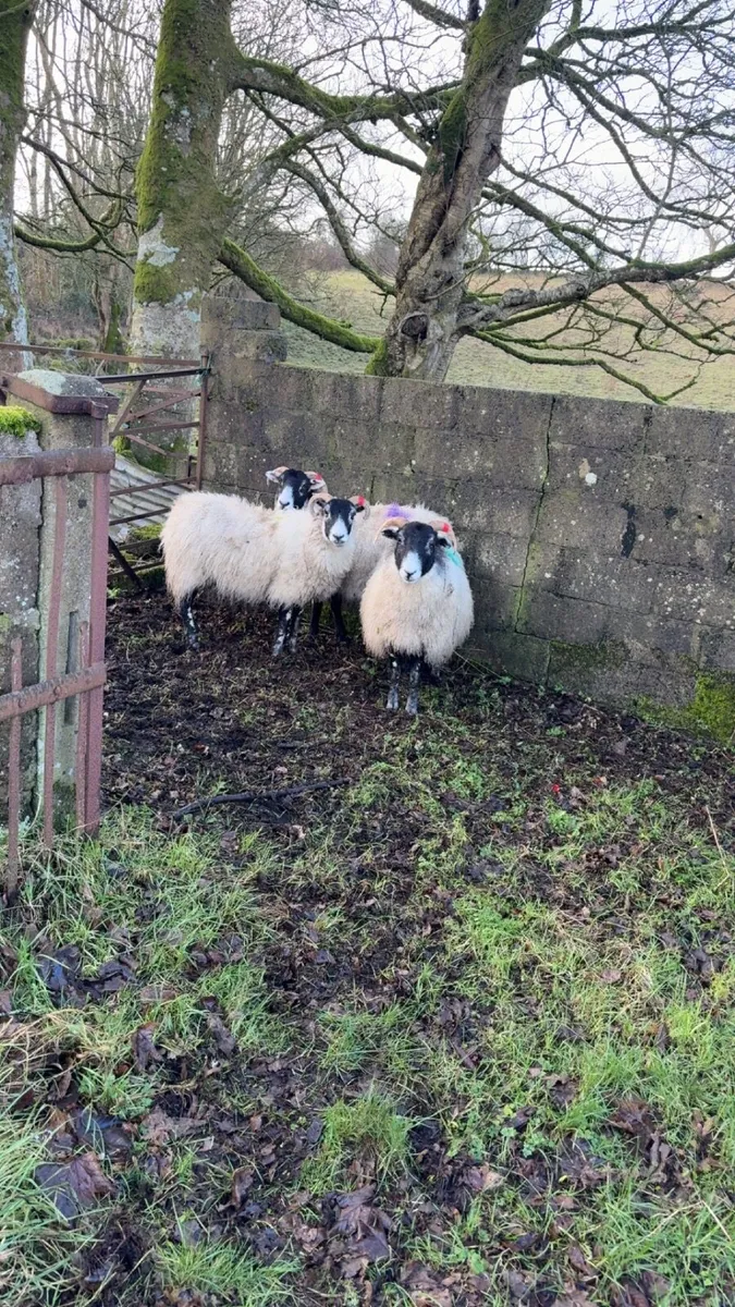 in-lamb Sheep - Image 2