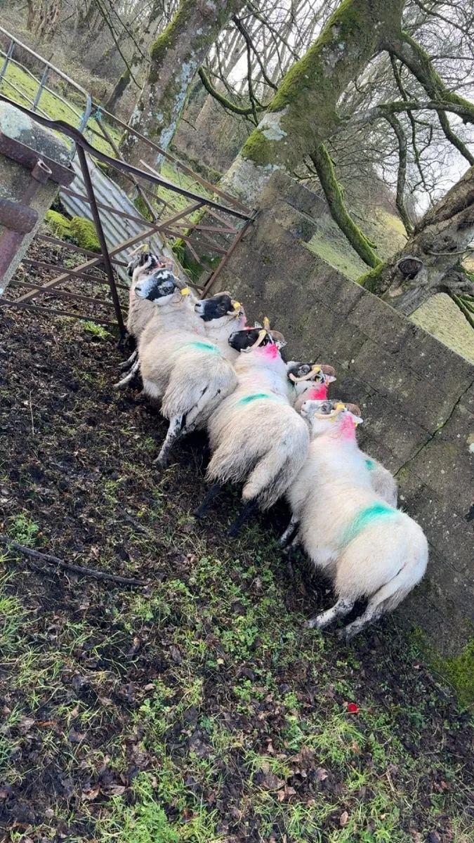 in-lamb Sheep - Image 3