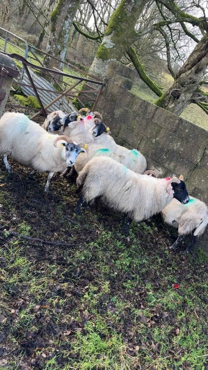 in-lamb Sheep - Image 4