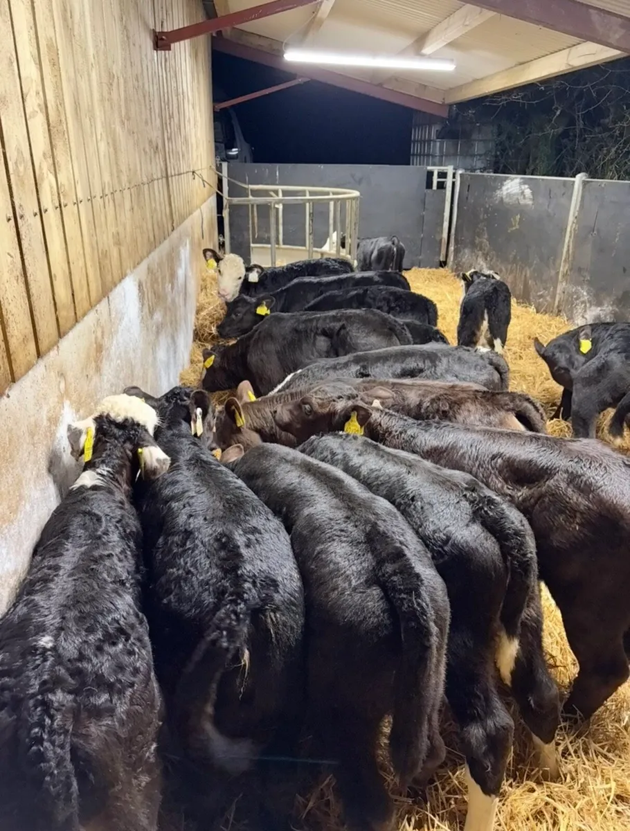 18 super well reared heifer calves - Image 1