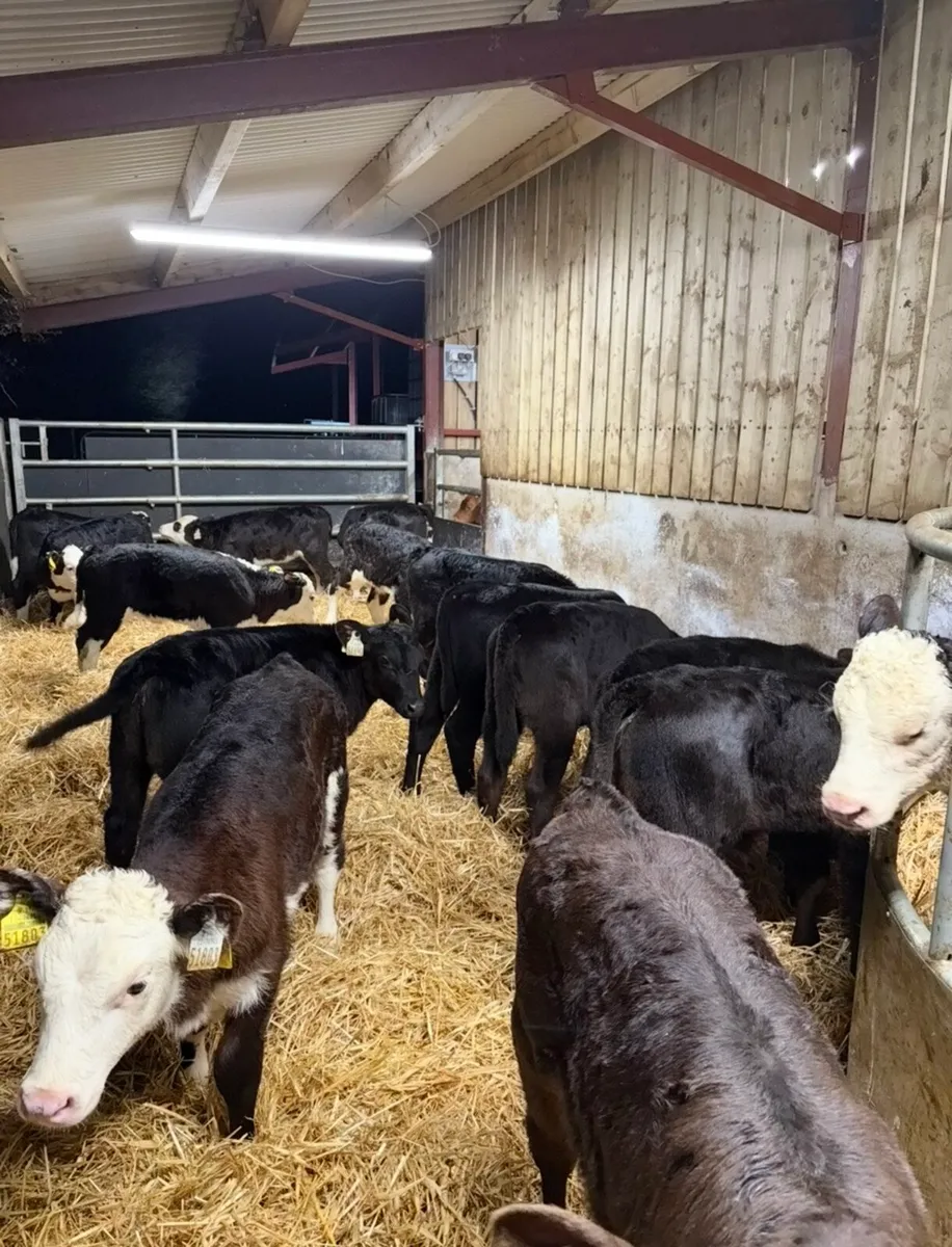 18 super well reared heifer calves - Image 2