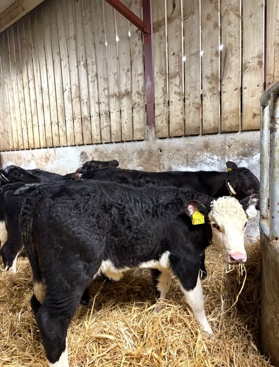 18 super well reared heifer calves - Image 3