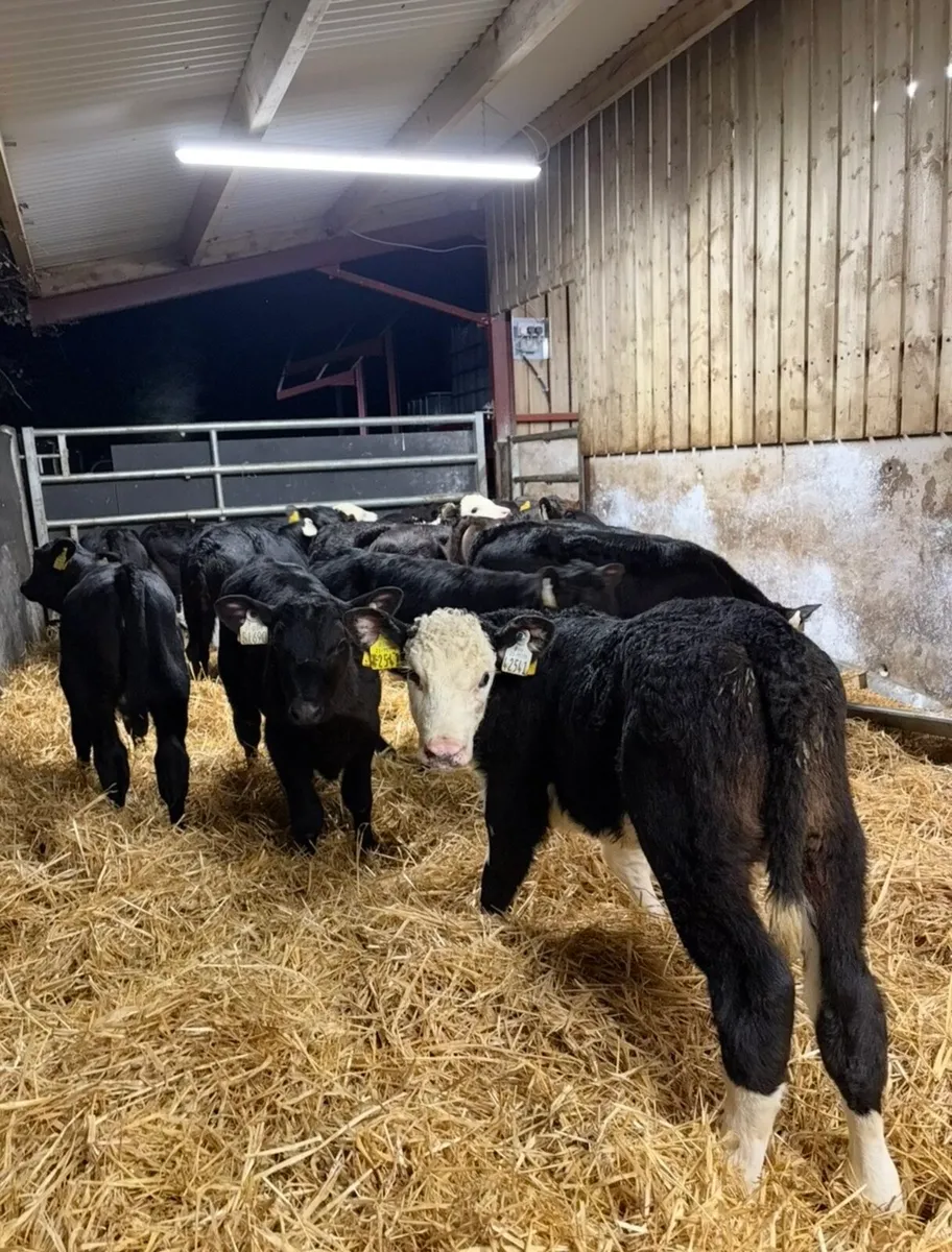 18 super well reared heifer calves - Image 4