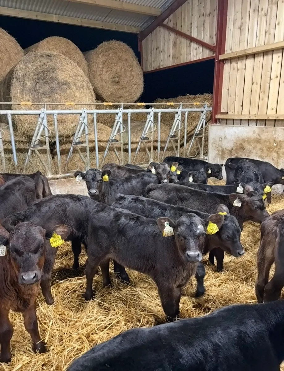 20 smashing Angus calves for sale - Image 1