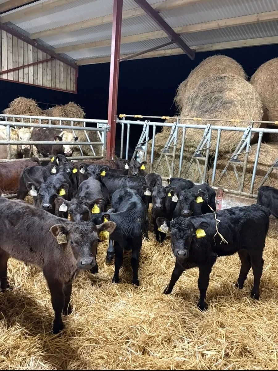 20 smashing Angus calves for sale - Image 2