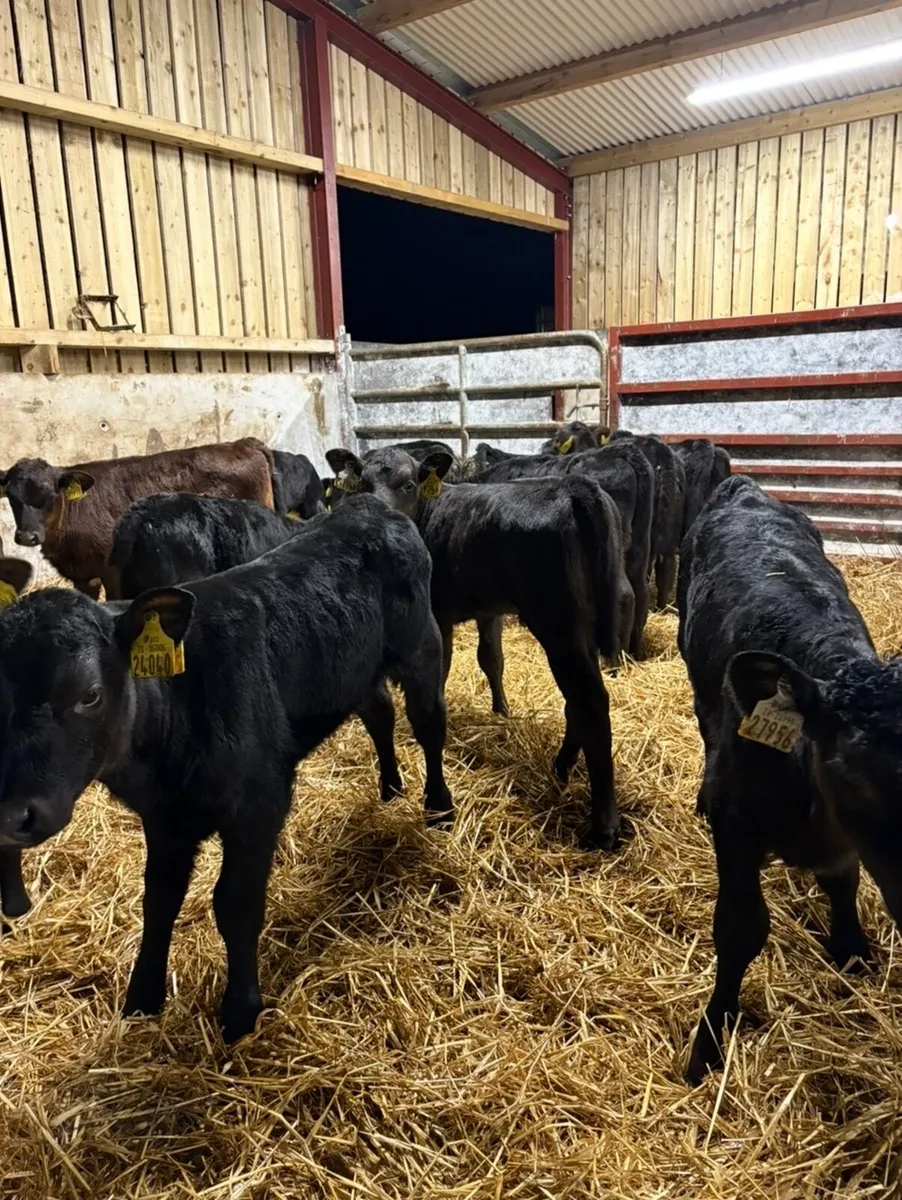 20 smashing Angus calves for sale - Image 3