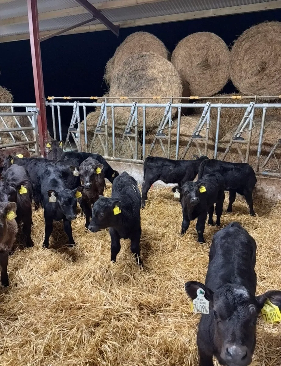 20 smashing Angus calves for sale - Image 4