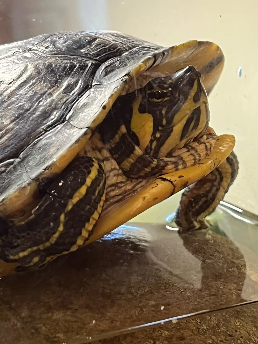 Free Turtle - Image 1