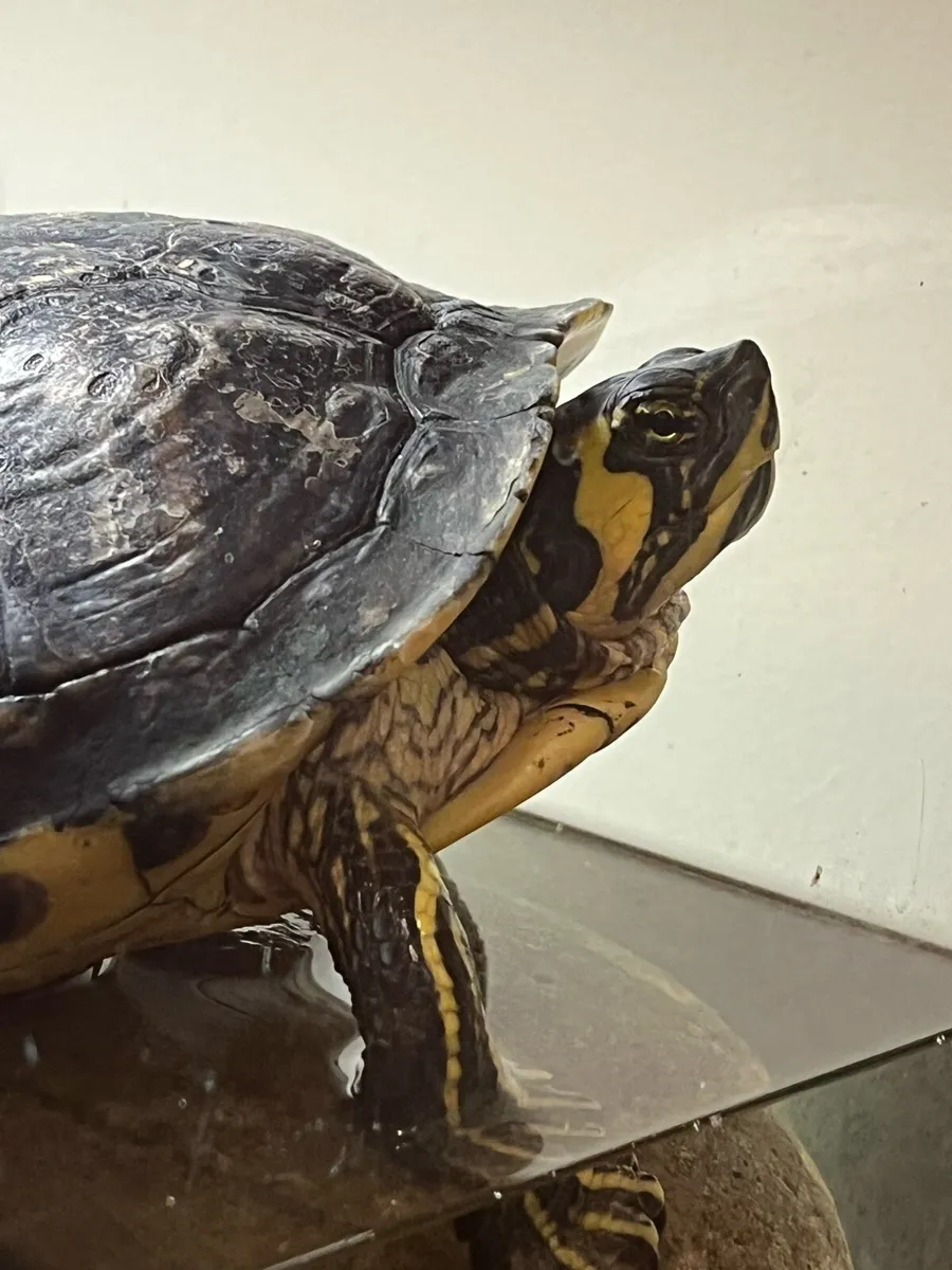 Free Turtle - Image 2