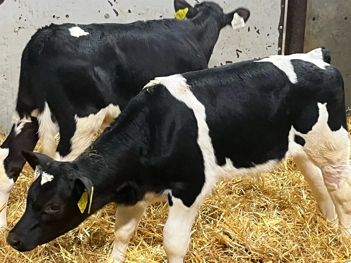 Real British Friesian Bull Calves - Image 2