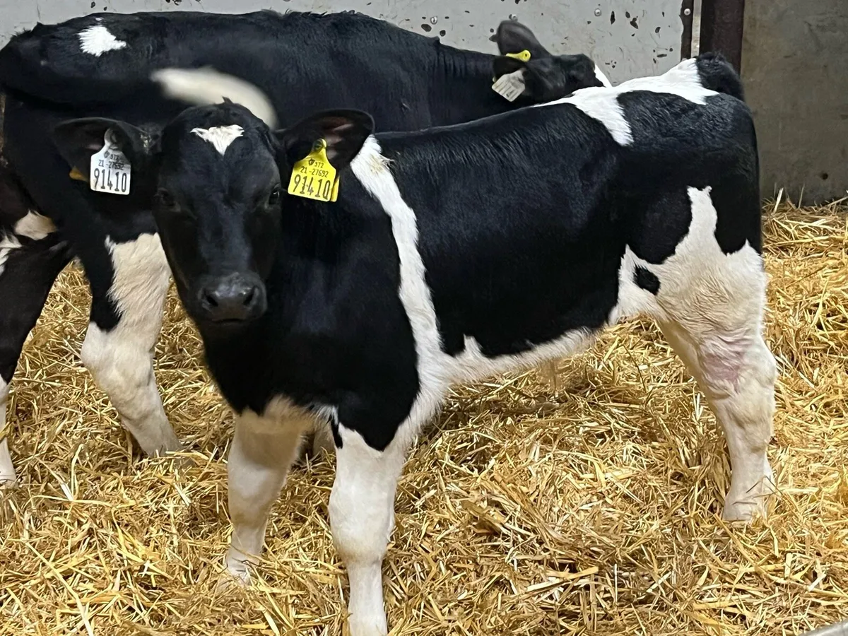 Real British Friesian Bull Calves - Image 3