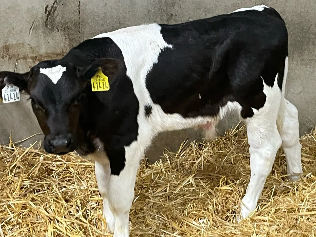 Real British Friesian Bull Calves - Image 4