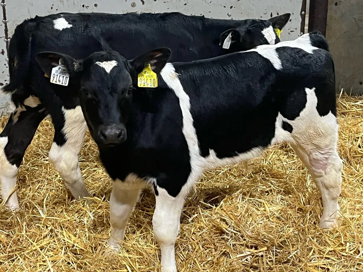 Real British Friesian Bull Calves - Image 1