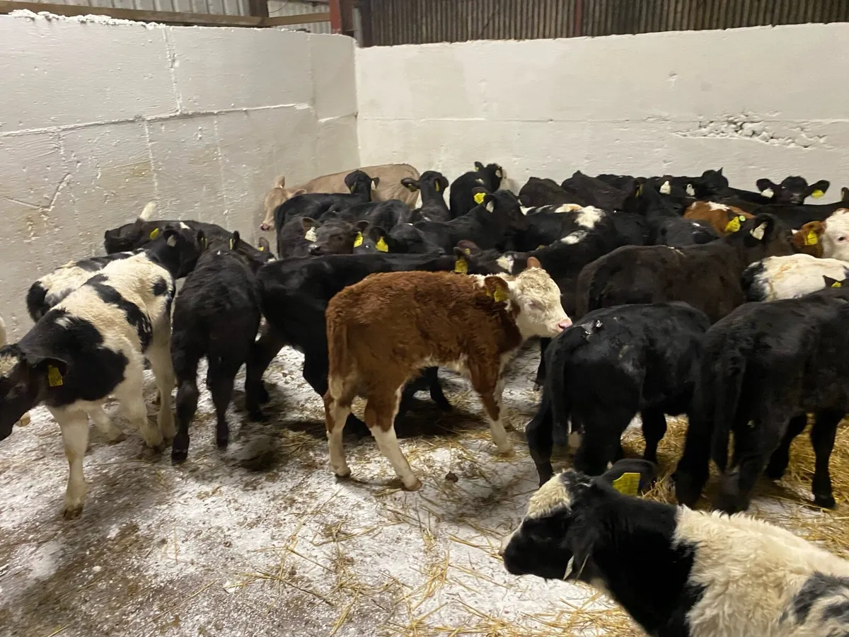 50 Fresh Calves - Image 2
