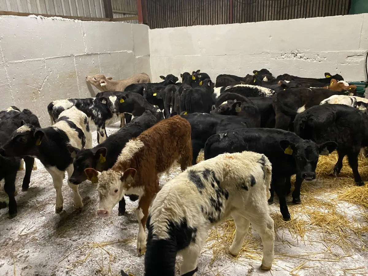 50 Fresh Calves - Image 4