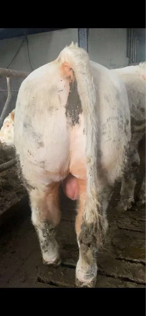 Six P.B Charolais Bulls - Image 3