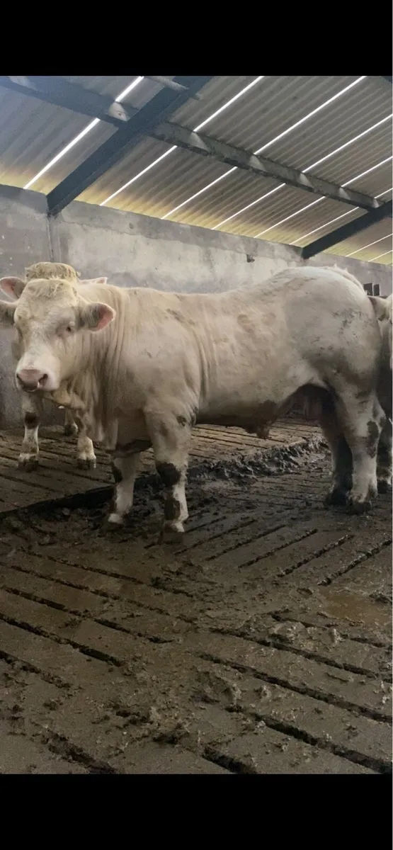 Four P.B Charolais Bulls - Image 1