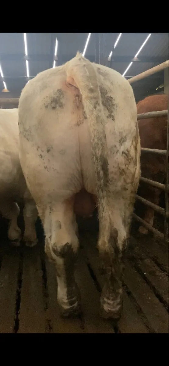 Four P.B Charolais Bulls - Image 2