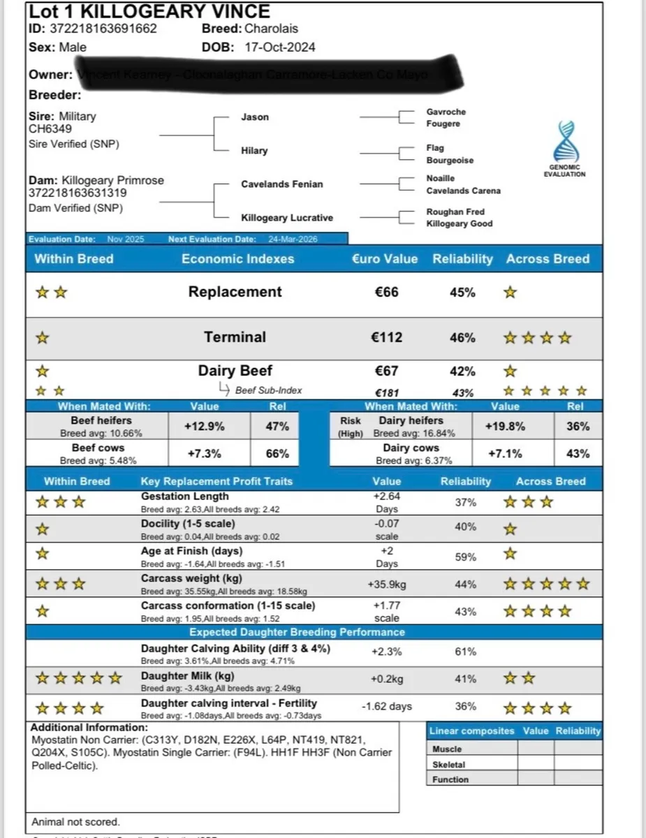 Four P.B Charolais Bulls - Image 3