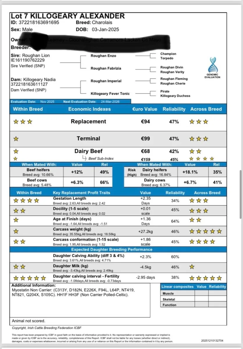 Six P.B Charolais Bulls - Image 4