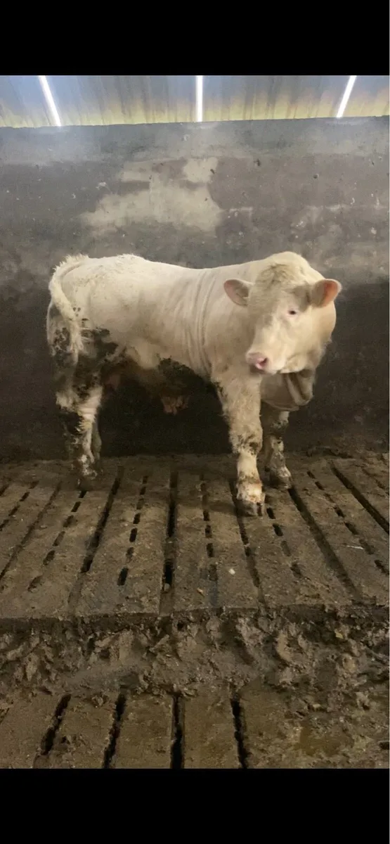 Four P.B Charolais Bulls - Image 1