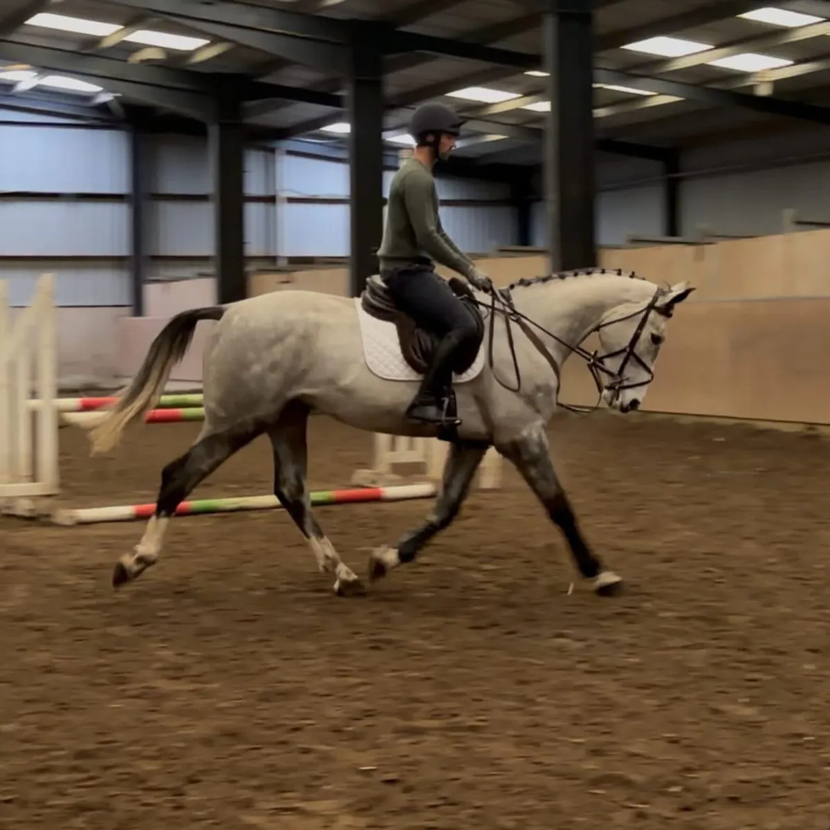 5 yo ISH 16.2h Gelding - Image 1