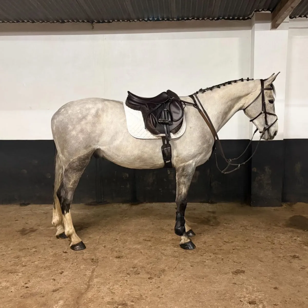 5 yo ISH 16.2h Gelding - Image 2