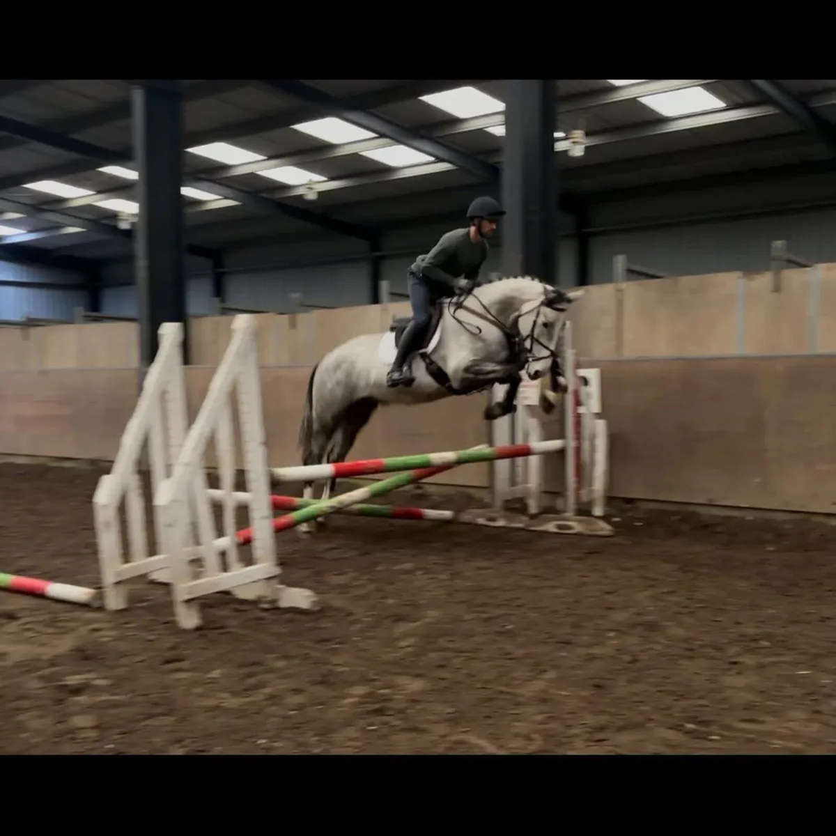 5 yo ISH 16.2h Gelding - Image 3
