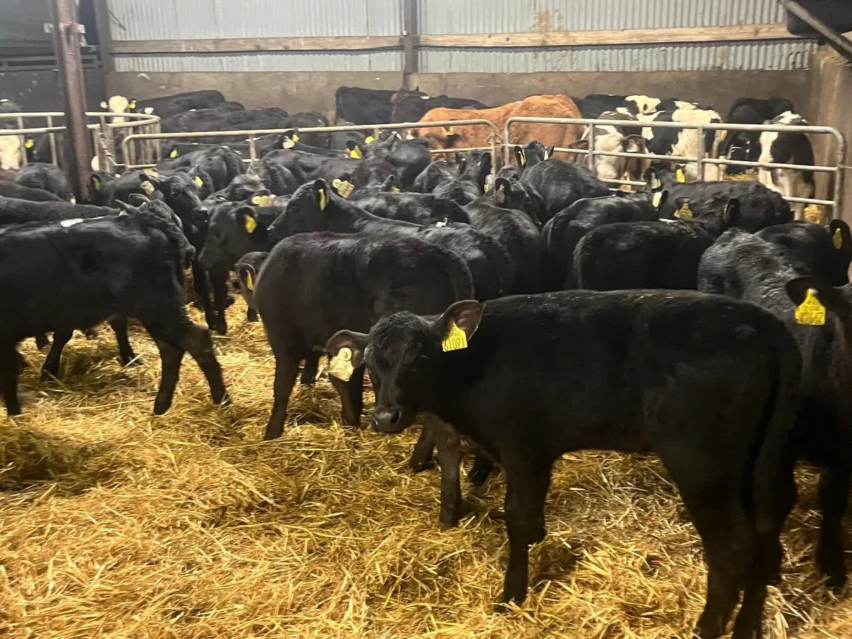 40 super strong Angus heifer calf’s - Image 1