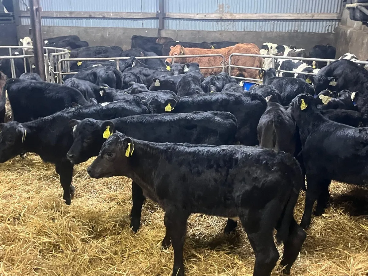 40 super strong Angus heifer calf’s - Image 3