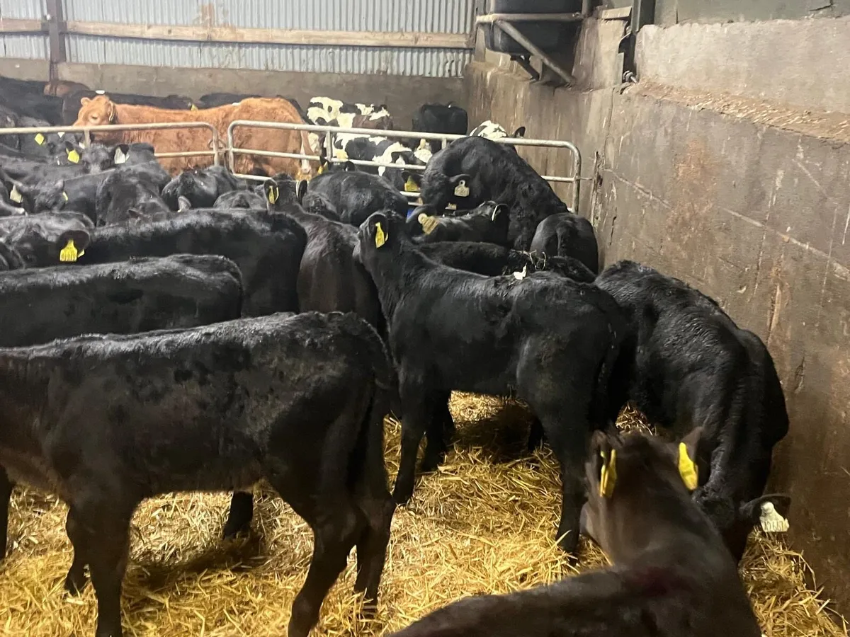 40 super strong Angus heifer calf’s - Image 4