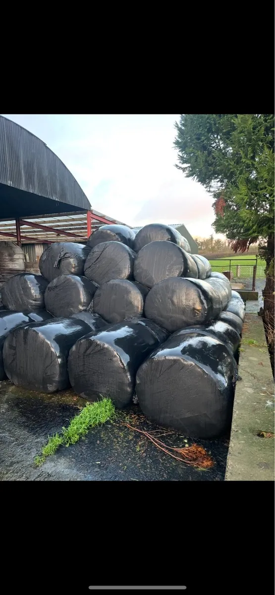 Silage bales - Image 1